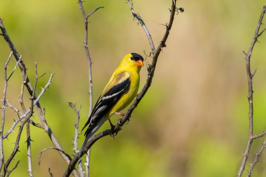 A yellow bird with black wings and a black cap is perched on a bare twig against a blurred green background.