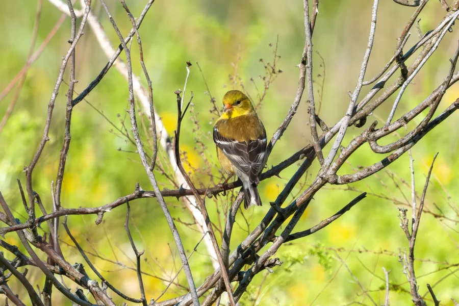 A small yellow and brown bird perches on thin, leafless branches with a blurred green and yellow background.
