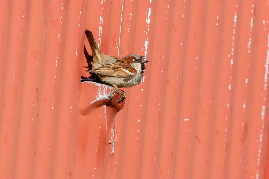 A small brown bird perched on the edge of a hole in a corrugated red metal wall, with sunlight casting shadows. A small brown bird perched on the edge of a hole in a corrugated red metal wall, with sunlight casting shadows.