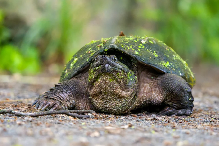 A snapping turtle with a mossy shell rests on the ground, surrounded by dirt and blurred green foliage in the background.