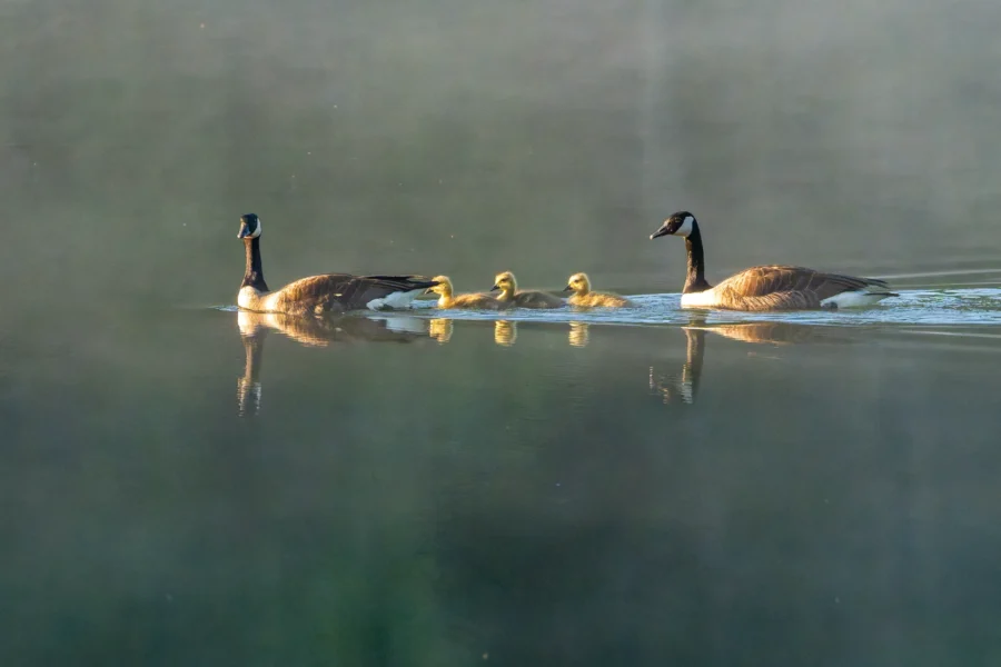 Two adult geese and three goslings swim together on a calm, misty body of water.