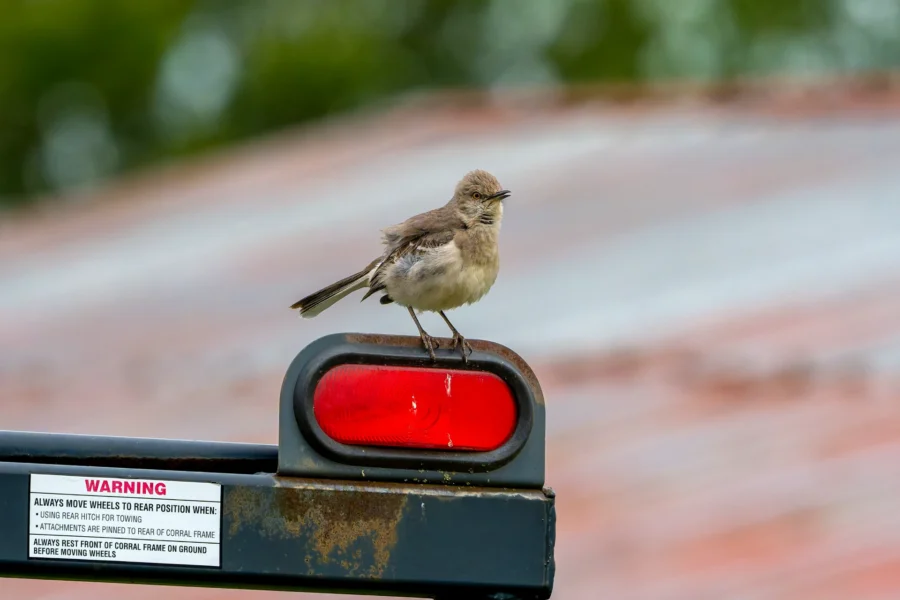 A small gray bird is perched on a red trailer light, with a warning label visible on the metal surface below. The background is blurred.