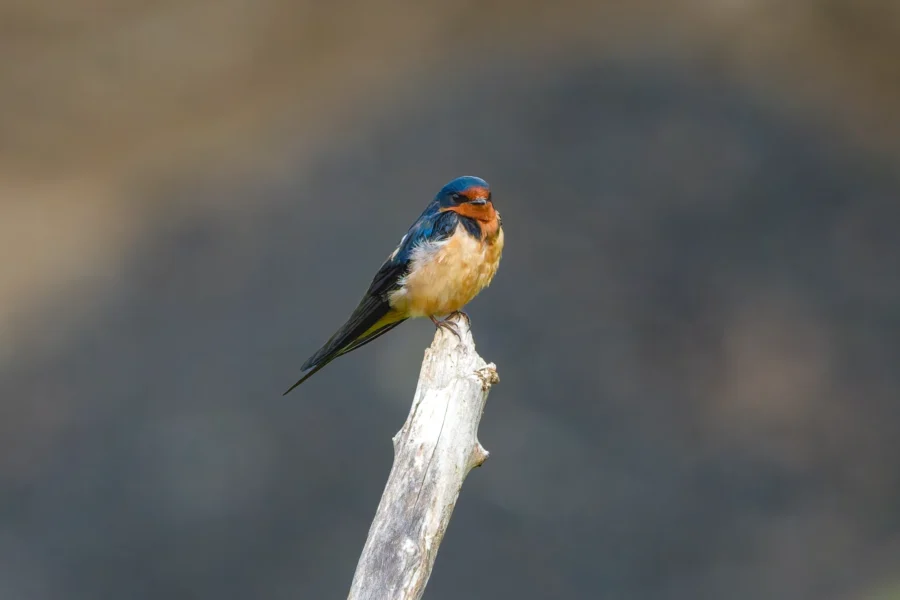 A barn swallow with blue and orange plumage perches on the tip of a weathered branch against a blurred dark background.