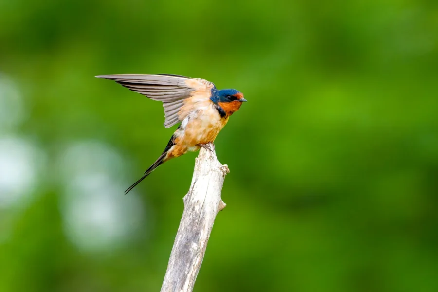 A barn swallow perches on a tree branch with one wing extended, set against a blurred green background.