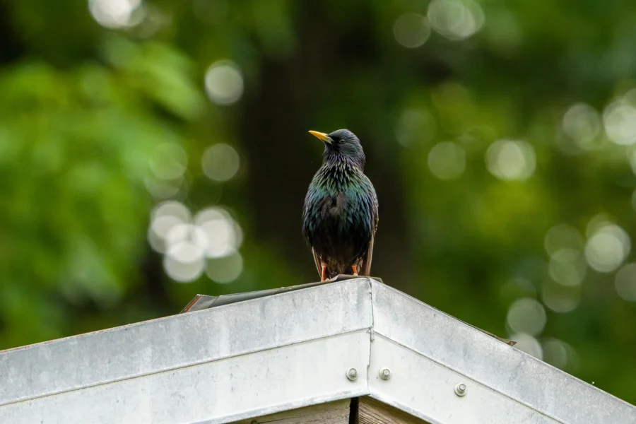 A starling with iridescent feathers and a yellow beak perches on the corner of a metal roof, with a blurred green background. A starling with iridescent feathers and a yellow beak perches on the corner of a metal roof, with a blurred green background.