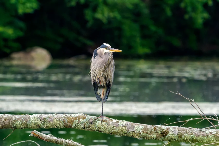 A heron stands on one leg on a mossy branch over a calm body of water, with a backdrop of green trees.