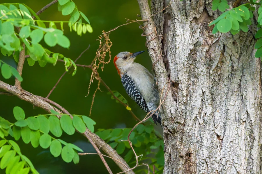 A woodpecker with a red head and black-and-white patterned wings clings to the side of a tree trunk surrounded by green leaves.