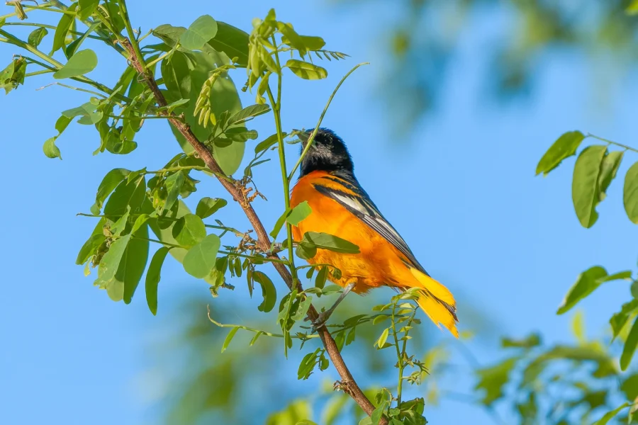 A bird with bright orange and black feathers is perched on a leafy branch against a clear blue sky. A bird with bright orange and black feathers is perched on a leafy branch against a clear blue sky.