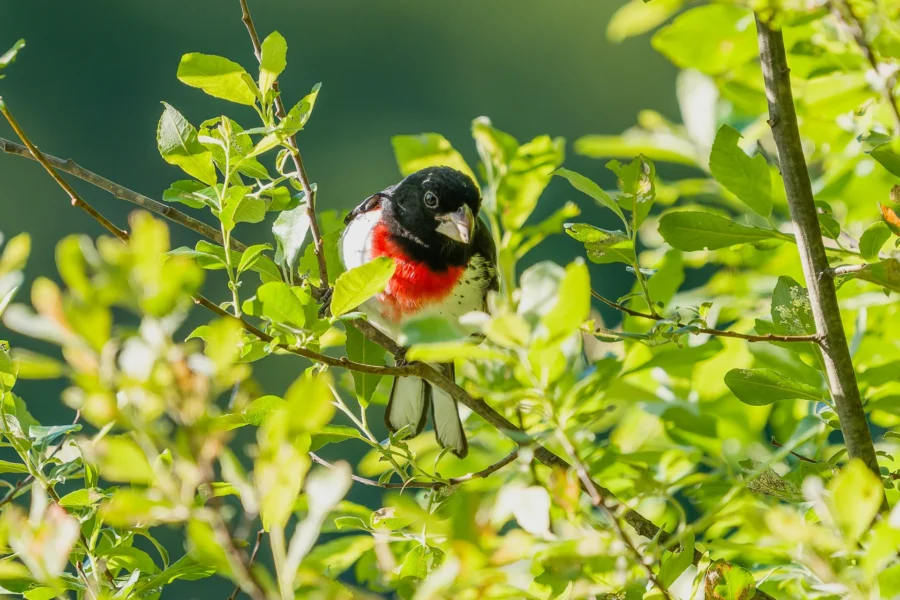 A rose-breasted grosbeak perched on a leafy branch, surrounded by green foliage in bright sunlight. A rose-breasted grosbeak perched on a leafy branch, surrounded by green foliage in bright sunlight.
