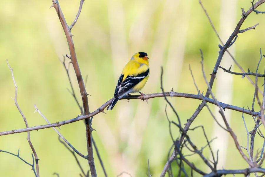 A small yellow and black bird perches on a bare branch against a blurred green background. A small yellow and black bird perches on a bare branch against a blurred green background.
