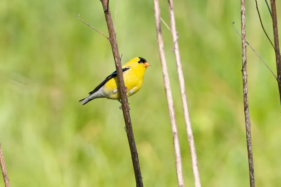 A yellow and black bird perched on a thin brown branch with a blurred green background.