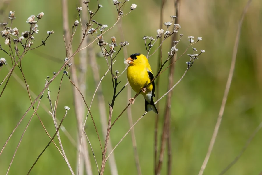 A yellow bird with black wings perched on a thin, dry plant stem with small white flowers against a blurred green background.