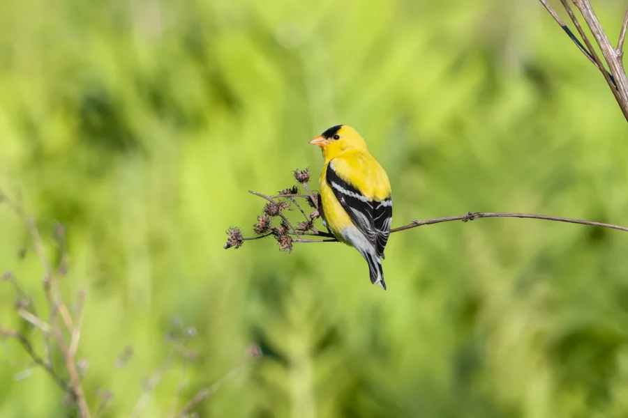 A yellow and black bird perched on a thin branch with a blurred green background. A yellow and black bird perched on a thin branch with a blurred green background.