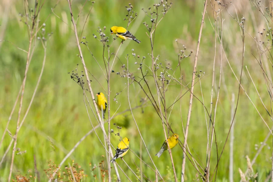 Four yellow birds perch on thin, leafless branches with a blurred green field in the background. Four yellow birds perch on thin, leafless branches with a blurred green field in the background.