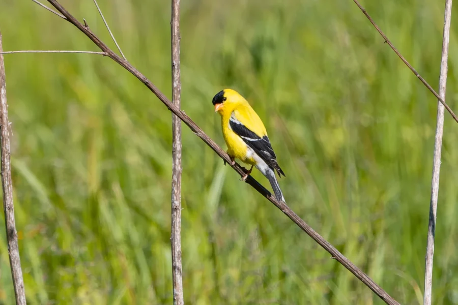 A yellow and black bird perched on a diagonal brown branch with a blurred green grassy background. A yellow and black bird perched on a diagonal brown branch with a blurred green grassy background.