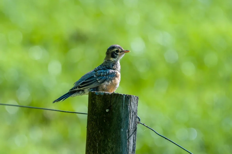 A young bird with brown and gray feathers perches on a wooden fence post against a blurred green background.