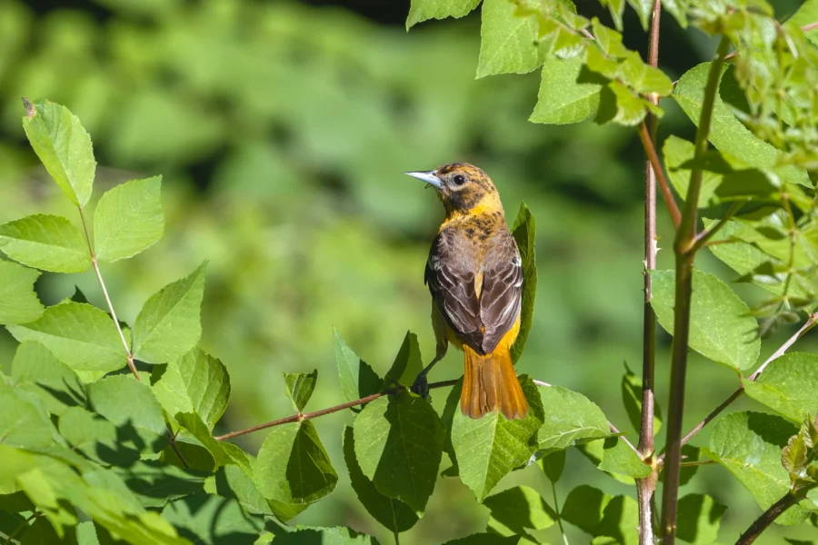 A small orange and brown bird perched on a green leafy branch with a blurred green background. A small orange and brown bird perched on a green leafy branch with a blurred green background.