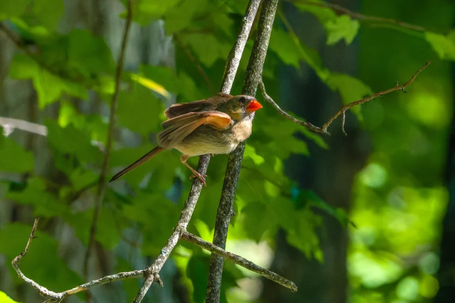 A small brown bird with an orange beak perched on a thin branch surrounded by green leaves in a sunlit forest. A small brown bird with an orange beak perched on a thin branch surrounded by green leaves in a sunlit forest.