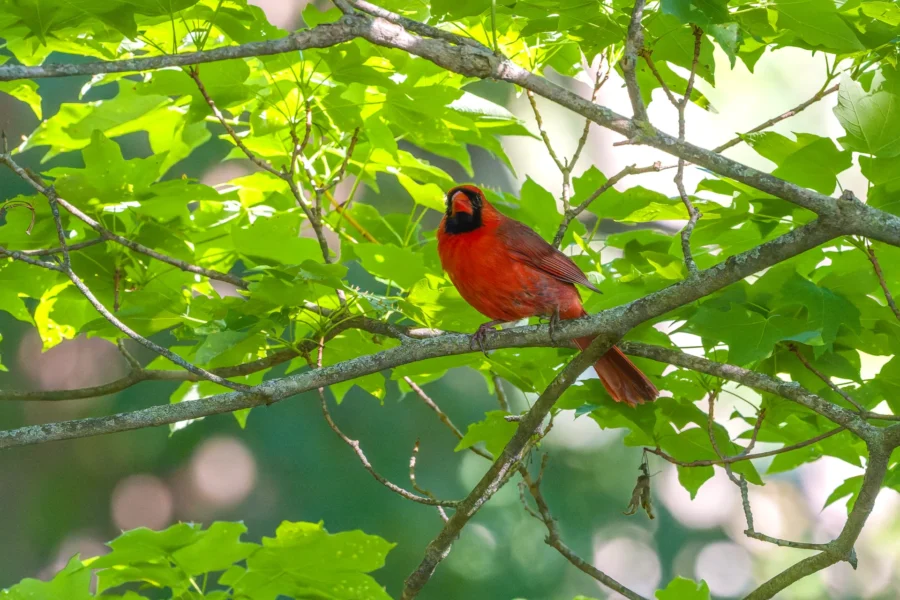 A bright red cardinal perched on a leafy tree branch, surrounded by green leaves and dappled sunlight. A bright red cardinal perched on a leafy tree branch, surrounded by green leaves and dappled sunlight.