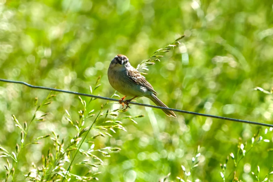 A small bird with brown and gray feathers perches on a wire against a blurred green background of grass and foliage. A small bird with brown and gray feathers perches on a wire against a blurred green background of grass and foliage.