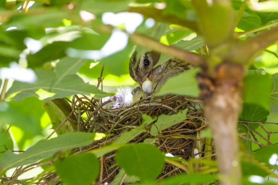 A bird sitting in a nest in a tree, partially hidden by green leaves, holding a white object in its beak. A bird sitting in a nest in a tree, partially hidden by green leaves, holding a white object in its beak.