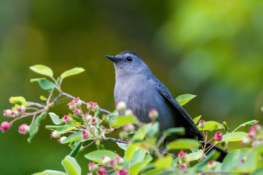 A gray bird perched on a leafy branch with small red berries, set against a blurred green background.