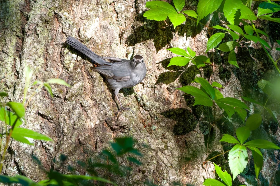A gray catbird perched on the bark of a tree, surrounded by green leaves in sunlight.