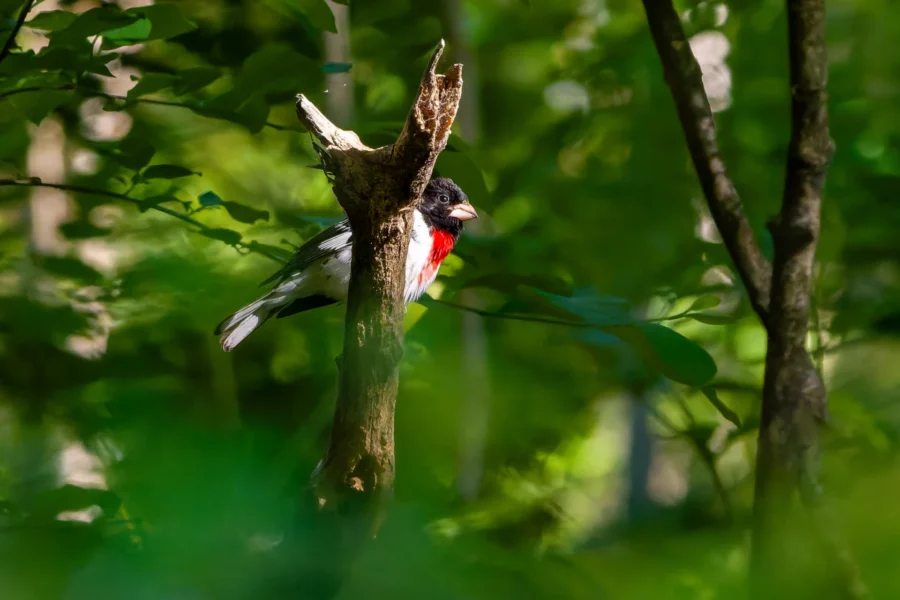 A bird with black, white, and red plumage perches on a vertical tree branch in a lush green forest. A bird with black, white, and red plumage perches on a vertical tree branch in a lush green forest.