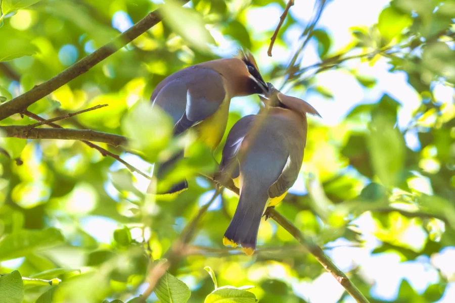 Two cedar waxwings perch on a branch surrounded by green leaves, facing each other closely as if exchanging food or grooming. Two cedar waxwings perch on a branch surrounded by green leaves, facing each other closely as if exchanging food or grooming.