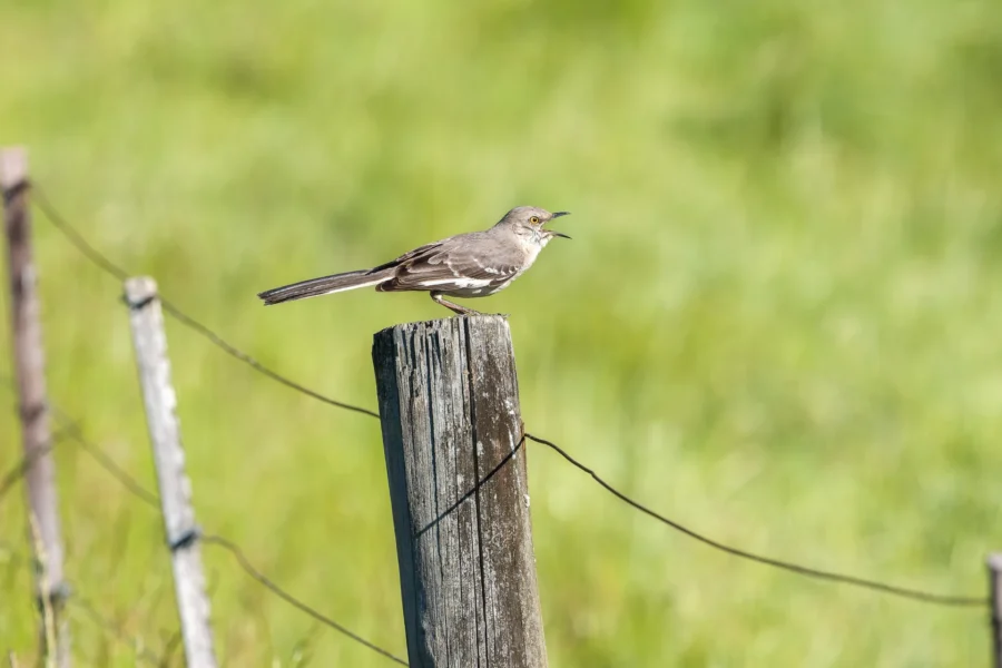 A small bird with gray and white feathers is perched on a weathered wooden fence post in a grassy field.