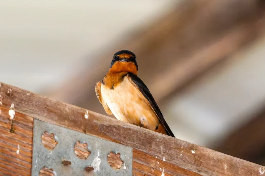 A barn swallow with an orange-brown chest and blue-black head perches on a wooden beam indoors.