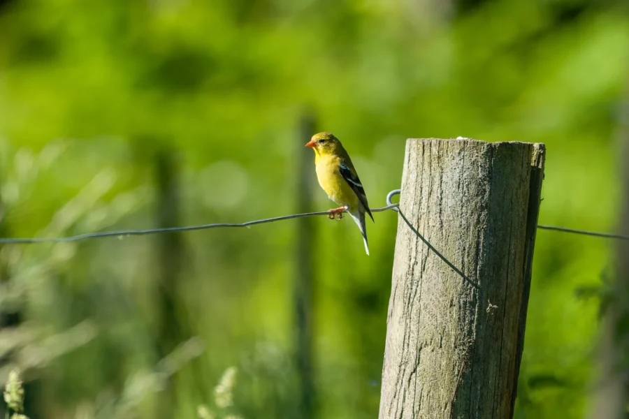 A small yellow bird perches on a wire fence next to a wooden post, with a blurred green background. A small yellow bird perches on a wire fence next to a wooden post, with a blurred green background.