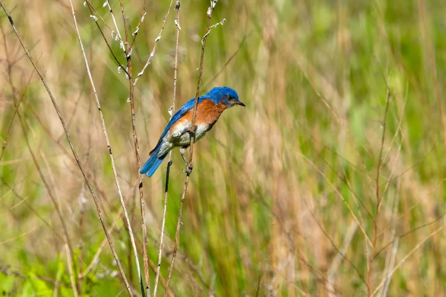 A blue and rust-colored bird perches on a thin branch amid tall grass and dried stems in a green, natural setting.