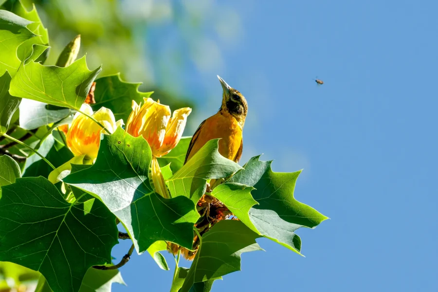 A small orange and black bird perches on a leafy branch next to yellow flowers, with a blue sky and a flying insect in the background.