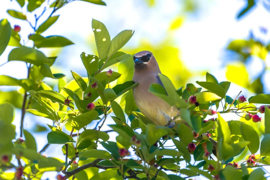 A brown bird with a black mask sits among green leaves and red berries on a sunlit tree branch.