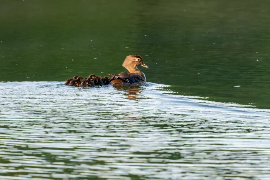 A duck swimming in a calm body of water with several ducklings closely following behind.