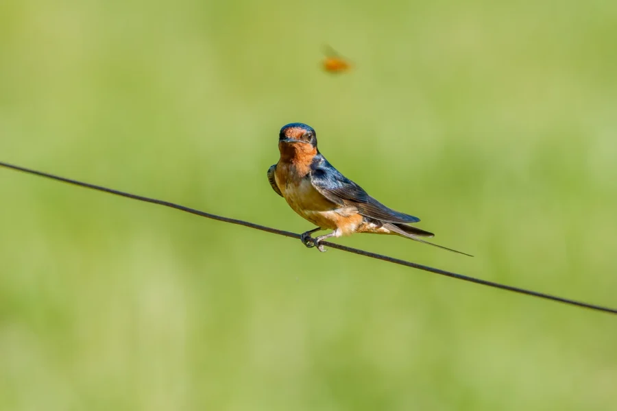 A barn swallow with blue and orange plumage perches on a wire against a blurred green background.