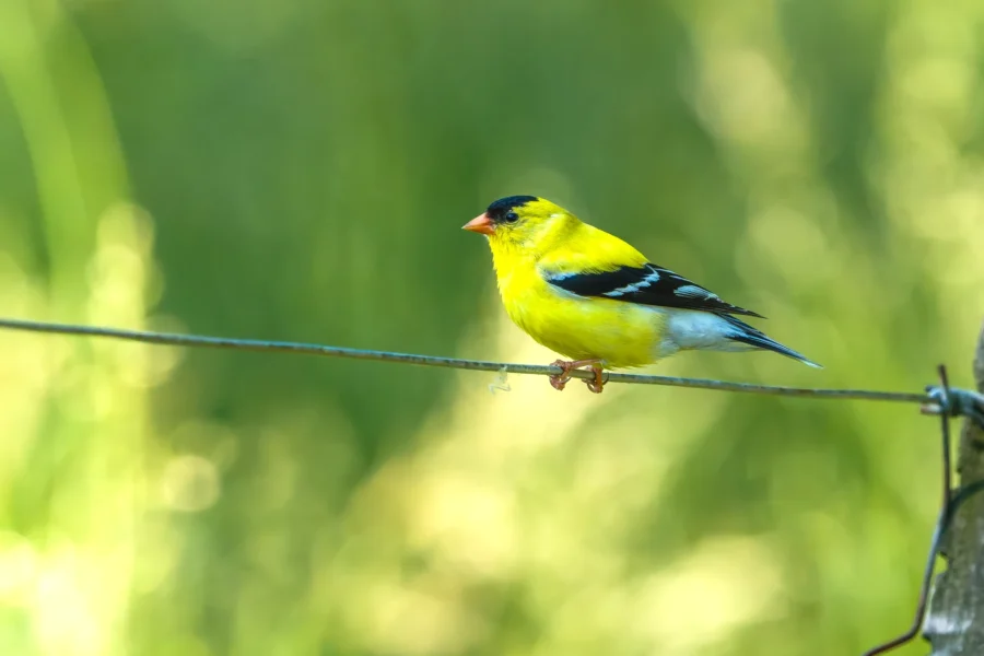 A yellow and black bird perches on a wire against a blurred green background. A yellow and black bird perches on a wire against a blurred green background.
