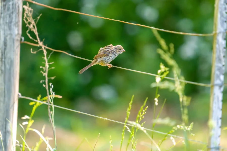 A small brown bird is perched on a wire fence surrounded by green grass and plants, with a blurred green background. A small brown bird is perched on a wire fence surrounded by green grass and plants, with a blurred green background.