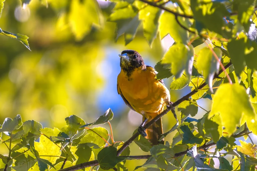 A small orange and black bird perches on a leafy tree branch in bright sunlight. A small orange and black bird perches on a leafy tree branch in bright sunlight.