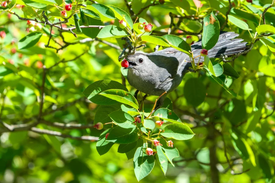 A gray bird perches on a leafy branch, holding a red berry in its beak amid green foliage and other small berries.