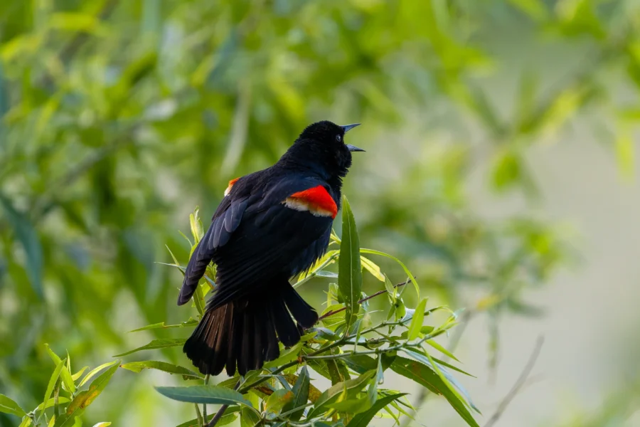 A black bird with bright red and yellow patches on its wings perches on a leafy branch, with green foliage in the background. A black bird with bright red and yellow patches on its wings perches on a leafy branch, with green foliage in the background.