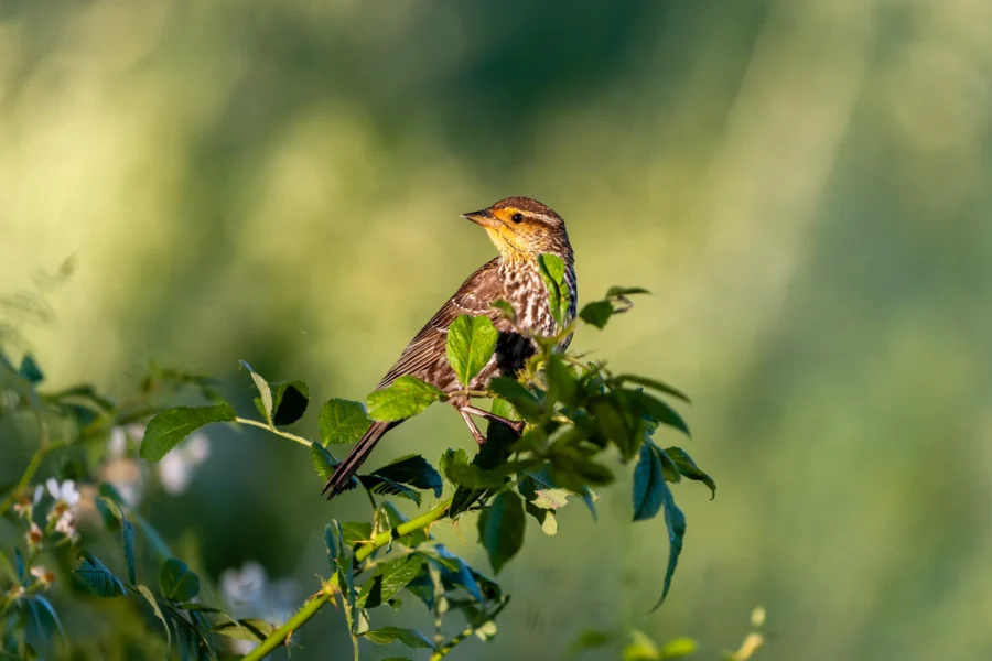 A small bird with brown and yellow markings perches on green leafy branches against a blurred green background. A small bird with brown and yellow markings perches on green leafy branches against a blurred green background.