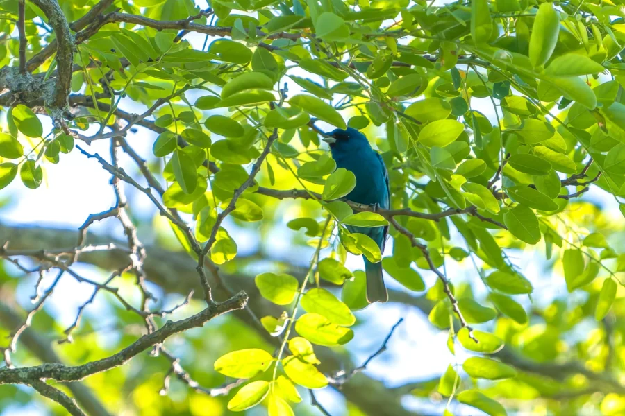 A blue bird is perched on a branch surrounded by green leaves in a sunlit tree. A blue bird is perched on a branch surrounded by green leaves in a sunlit tree.