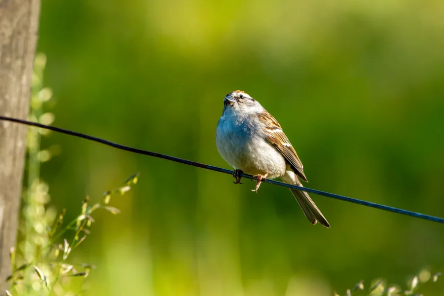 A small bird with brown and white feathers is perched on a thin black wire against a blurred green background. A small bird with brown and white feathers is perched on a thin black wire against a blurred green background.