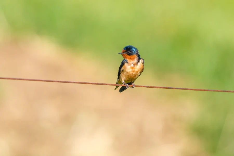 A small bird with blue and orange plumage perches on a thin wire against a blurred green and beige background. A small bird with blue and orange plumage perches on a thin wire against a blurred green and beige background.