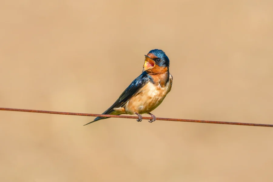 A small swallow with blue and orange plumage perched on a wire, beak open, against a plain beige background. A small swallow with blue and orange plumage perched on a wire, beak open, against a plain beige background.