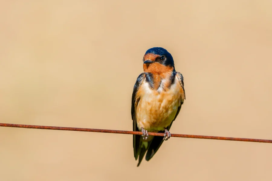 A swallow with dark blue wings and an orange-brown chest is perched on a rusty wire against a plain beige background. A swallow with dark blue wings and an orange-brown chest is perched on a rusty wire against a plain beige background.