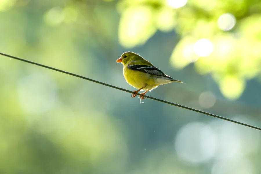 A small yellow bird perches on a wire against a background of green foliage and sunlight. A small yellow bird perches on a wire against a background of green foliage and sunlight.