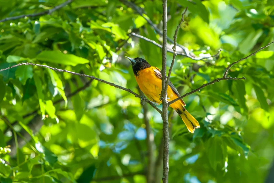 A bird with bright orange and black plumage is perched on a thin branch surrounded by green leaves. A bird with bright orange and black plumage is perched on a thin branch surrounded by green leaves.